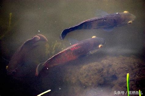 紅花豬混養|地圖魚飼養標準，附常見混養方案與基本病症治療方法。